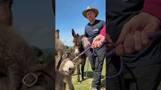 Solomon's First Halter Lesson | Donkey Training for the Highland Show