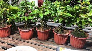 GL Cúc Tri Kỷ Sài Gòn Bình Lợi Bonsai Góc Đẹp Chơi Tết Giá Vón Bao Shio ĐT 0918970606 22/9/2024