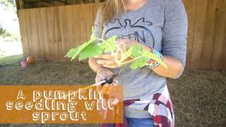 How a pumpkin grows at Griffin Farms