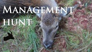 Early red deer rut - management hunt by RoeStalker.