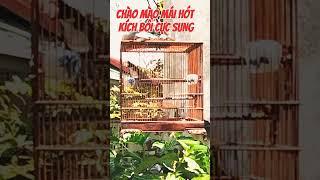 CHÀO MÀO MÁI KÍCH HÓT CỰC SUNG