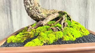 Không gian trưng bày Cây Cảnh Nghệ Thuật rất tinh tế của Hội Bonsai Phố Cổ: Nhỏ mà Chất