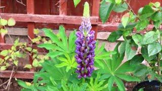 How to Grow Lupins from Seed