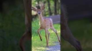 Baby Deer Sound  | Small White - tailed deer