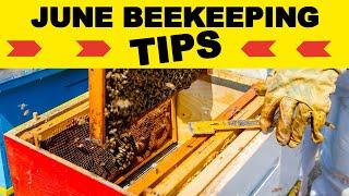 Beekeeping: June Beekeeping Tips