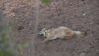 Slow-Motion Coyote killed by Bow