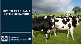 How to Read Basic Cattle Behavior