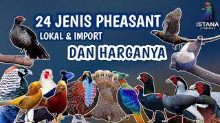 24 JENIS AYAM PHEASANT LOKAL DAN IMPORT SERTA HARGANYA 2023 #ayamhias #pheasant #istanaayamhias