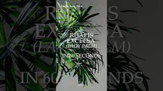 Rhapis Excelsa (Lady Palm) Tips & Tricks by Focus New York
