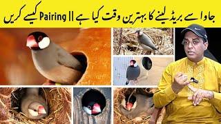 Java breeding Season|| Java Breeding Time|| Best time for Java Breeding|| Java Pairing|| Java Colony