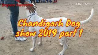 CHANDIGARH DOG SHOW PART 1