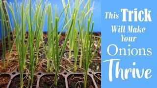 Grow Bigger Onions | Our Top Onion Growing Tip