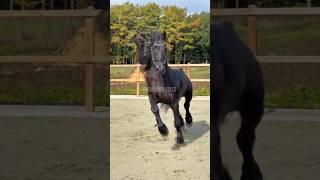 Edit de cavalo frisian#cavalos#cavalo#horse#horseedit#horses#amocavalos#shorts#shortsviral#foryou