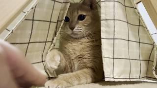 テントの中を覗こうする息子を猫パンチで迎撃するひのき