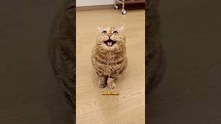 Грустный кот разводит на пиво Поможет наполнитель FelinoЗаказывай такой же по Арт. WB: 98527925