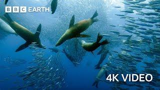 Sardine Feeding Frenzy with Sharks, Penguins and More | 4K UHD | The Hunt | BBC Earth