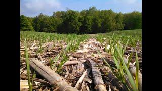 Cover Crops in the NYC Watershed