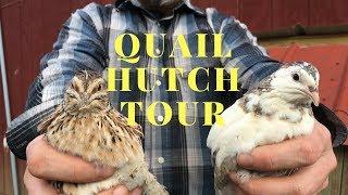 EVERYTHING You Need To Start Raising Quail in Your Backyard!