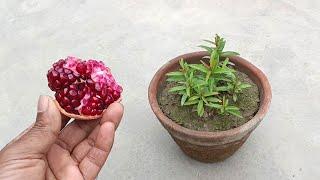 How to grow pomegranate plants