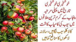 Successful Plantation of Apple plants in Hottest areas of Pakistan|| 100 % Successful and Guarantee