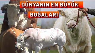 DÜNYANIN EN ETÇİ 10 SIĞIR IRKI