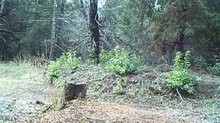 Female Mountain Lion Screaming for mates in front of trail camera