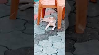 poor cat #music #beats #memes #animalcrossing #anime #beat #typebeat #instrumental #game #shortvideo