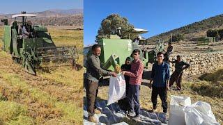 "Rice Harvesting: The Art and Process Performed by Mrs. Farideh and Her Family"