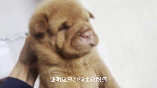 怎么区分犬的好坏？一个动作就解决，好不好看一眼就能看出来 #中华田园犬