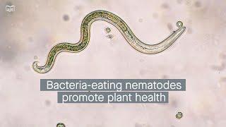 Bio-organic fertilizers, nematode feeding behaviors, and disease suppression in crops