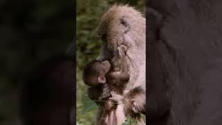 Baboon Mothers and Babies: Heartwarming Bond in the Wild | Amazing African Wildlife | Wild Wonder