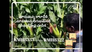 KMH8333 & KMH8322 #8333 #8322 #KMH8333 #KMH8322 #kaveriseeds #corn #maize #trending #trendingshorts