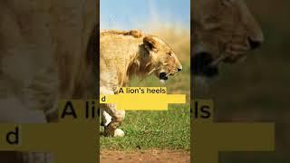 5 intresting fact about lion....                    #lion #lionvideos