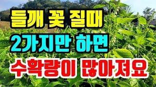 들깨 지금해야할 2가지 지금은 이것만 하면 들깨수확이 많아져요