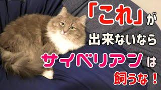 これが出来ない人には、サイベリアンは向いていません…／If you can't do this, don't keep a Siberian cat【サイベリアンのラフィ#94】