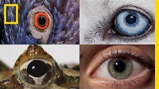 Watch: How Animals and People See the World Differently | National Geographic