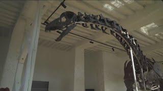 Biggest dinosaur skeleton ever offered in auction expected to sell for $22 million