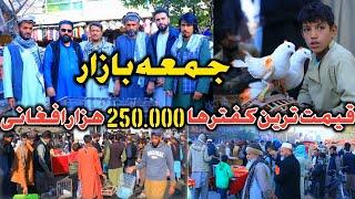 کفترهای قیمتی،جمعه بازار100.000هزار افغانی|سه چند فایده درچند ماه|مروج شدن شوق شاهان سابق افغانستان