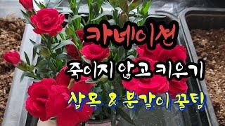 카네이션 죽이지 않고 키우기(#카네이션 #키우기 #분갈이 #삽목 #베란다가드닝 #물주기 #향기카네이션 #어버이날 #핑크키세스)