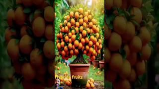 How to maximise hybride orange production #gardentech