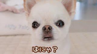だるまさんがころんだをしてみたら…可愛すぎた
