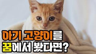 아기 고양이 꿈 해몽 | Baby cat dream interpretation | 냥이생각