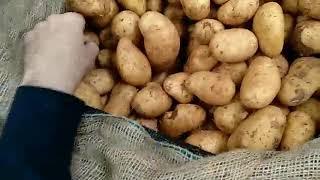 Salad potatoes from Cyprus