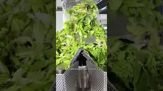 Automatic Salad Weighing and Vertical Packaging Machine