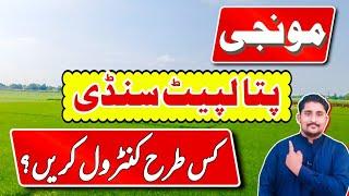 How to Control Patta Lpait Sundi in Rice crop | Patta Lpait Sundi in Rice || Apna Kisan Pakistan