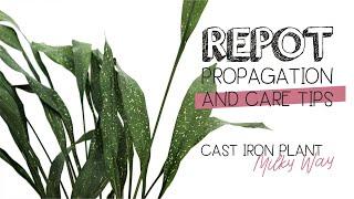 Aspidistra Elatior "Milky Way" THE CAST IRON PLANT | Repot, Propagation and Care Tips