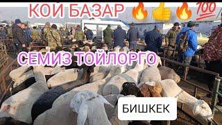 КОЙ БАЗАР 2-БОЛҮК СЕМИЗ Союшка ТОЙЛОРГО Козулуу Кой Биталл Теке 16-НОЯБРЬ 2024жыл