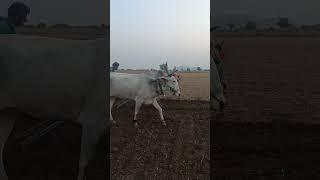 haridagiri Suresh Bulls