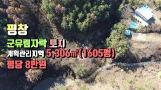 (평창토지) 매번:23-4205 평창 군유림산자락 넓고 저렴한 계획관리지역  매매가 평당 8만원 토지매매