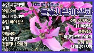 12월 둘째주 "들꽃사랑" 상품소개 #수입시클라멘 #유럽수국 #수입목마가렛 #터치미앵초 #폼폼앵초 #공작동백 #히야신스 #하늘국화 #사계국화 #솔채 #으아리 #수입만병초 #섬계야광